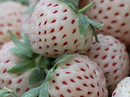 Fragaria &#39;Pineberry&#39;