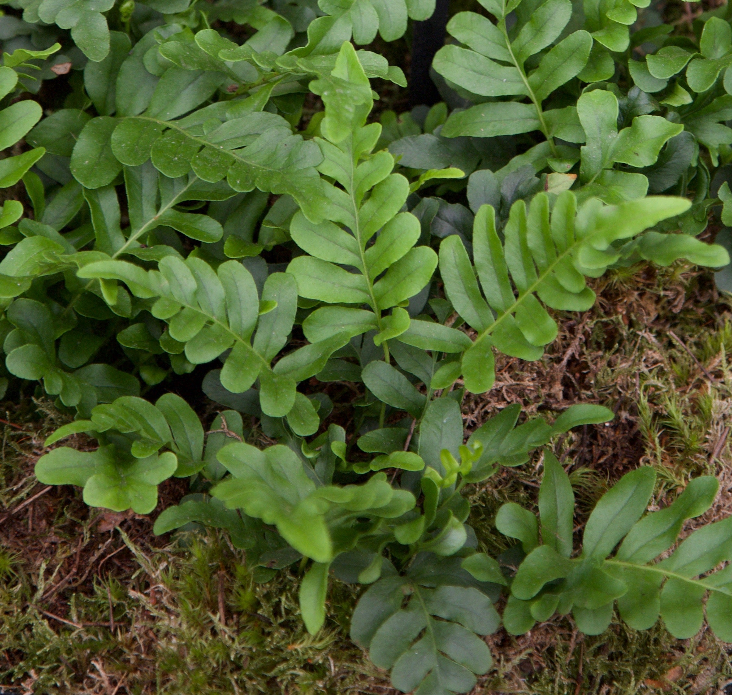 Polypodium scouleri