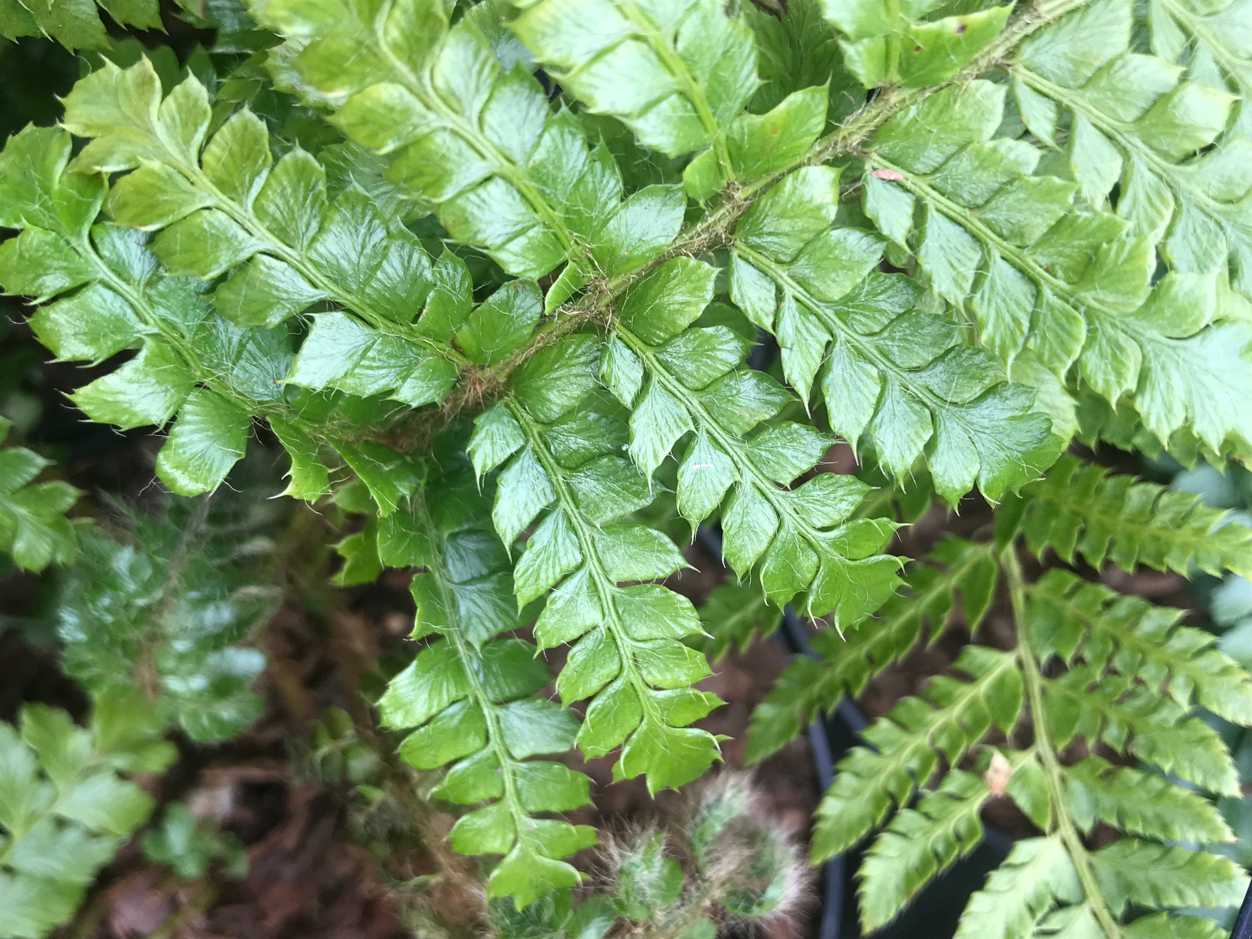 Polystichum polyblepharum AGM