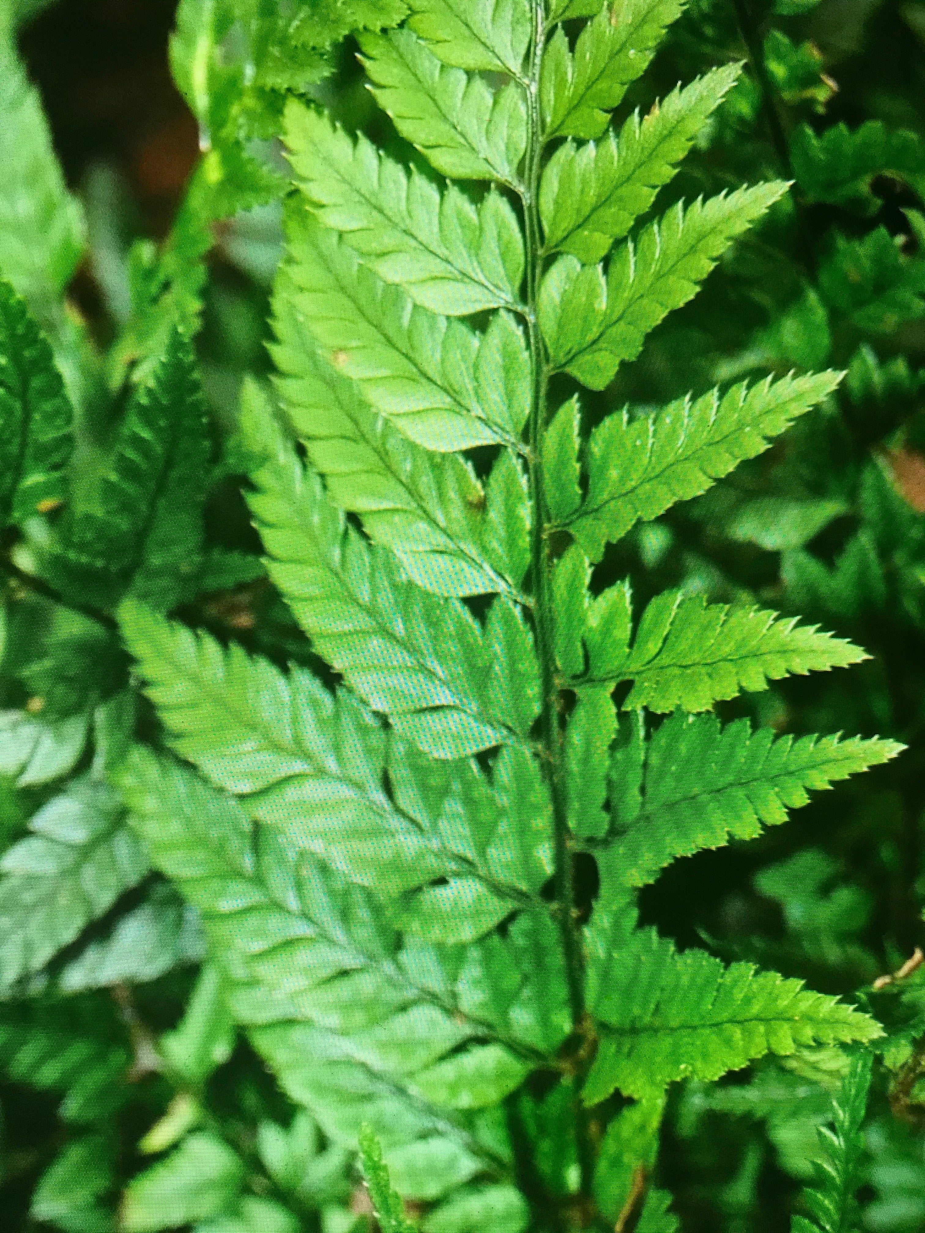 Polystichum tsus-simense