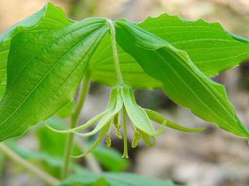 Disporum (Prosartes) lanuginosa