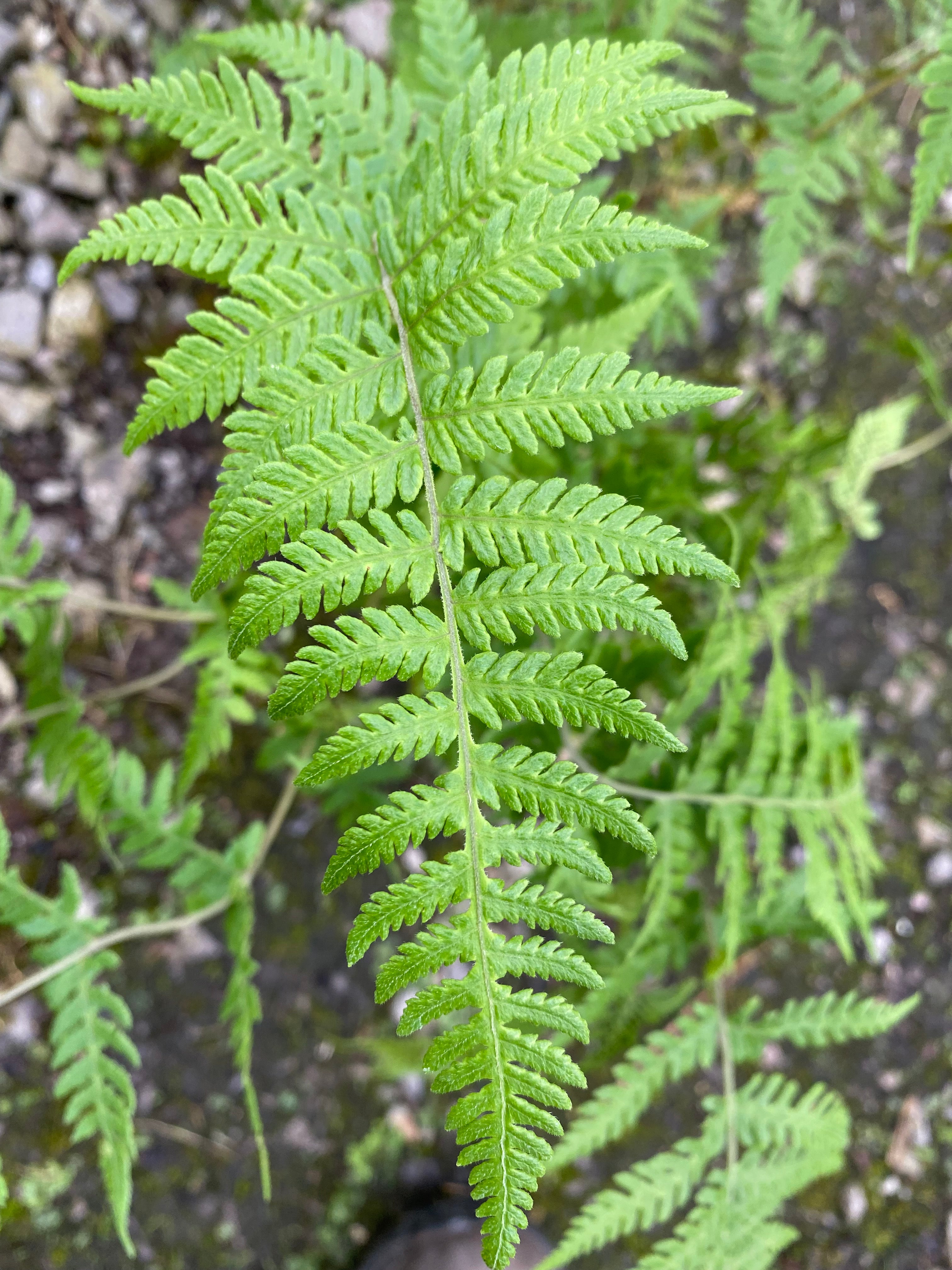 Pseudophegopteris levingei