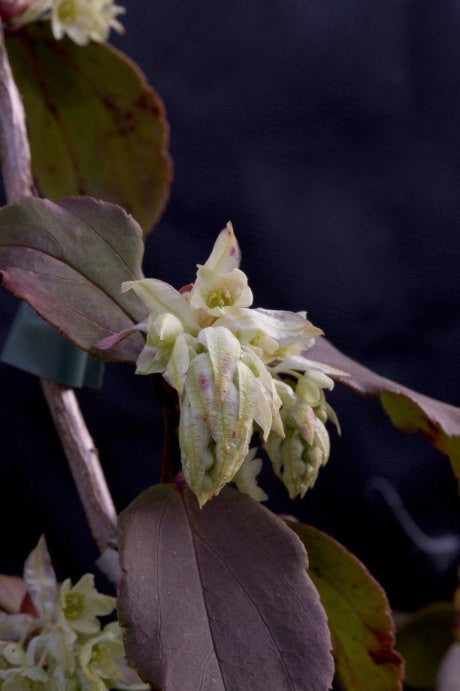 Ribes laurifolium &#39;Amy Doncaster&#39;