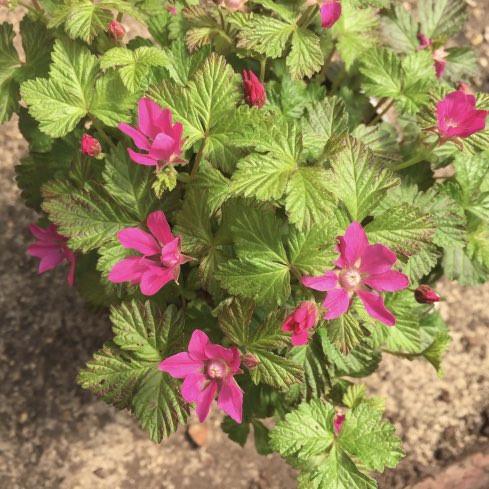Rubus arcticus 'Mespi'