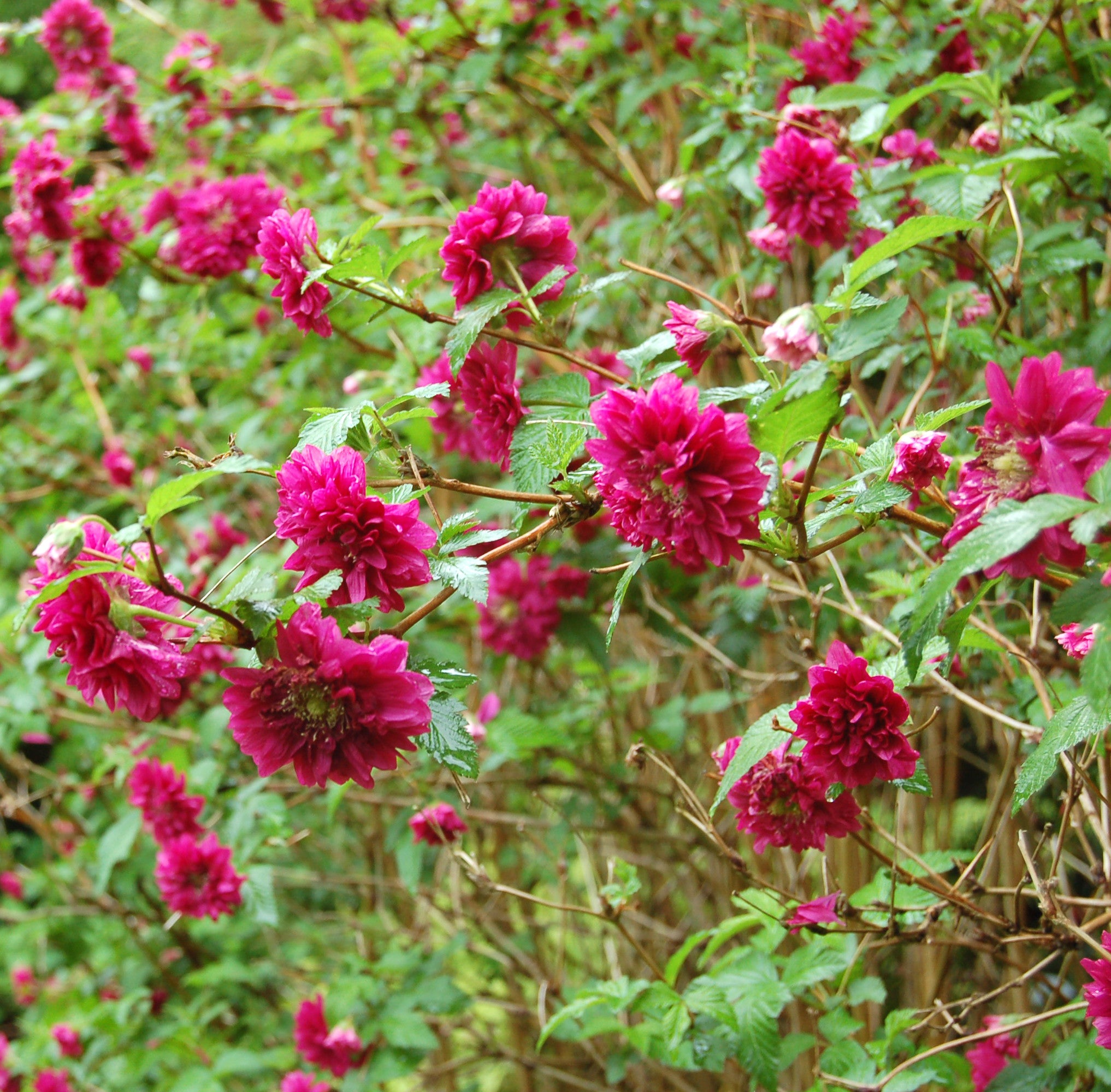 Rubus spectabilis ‘Olympic Double’