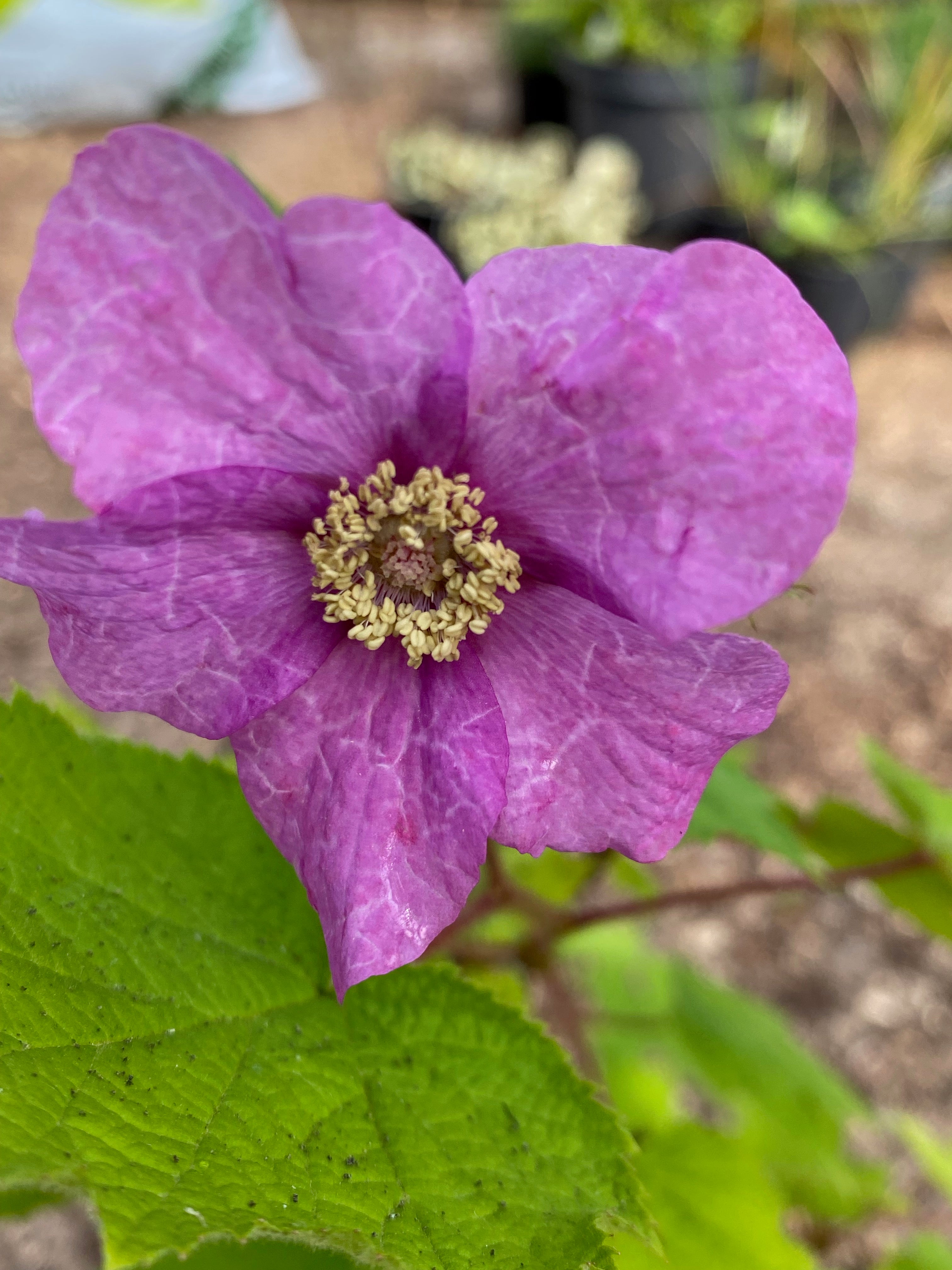 Rubus odoratus