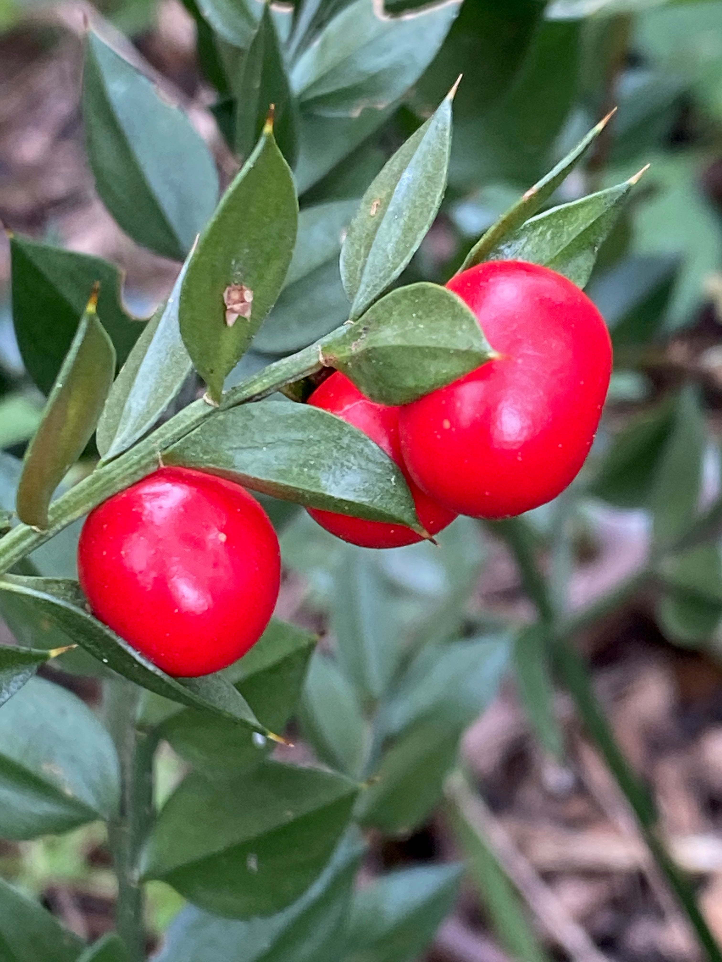 Ruscus aculeatus