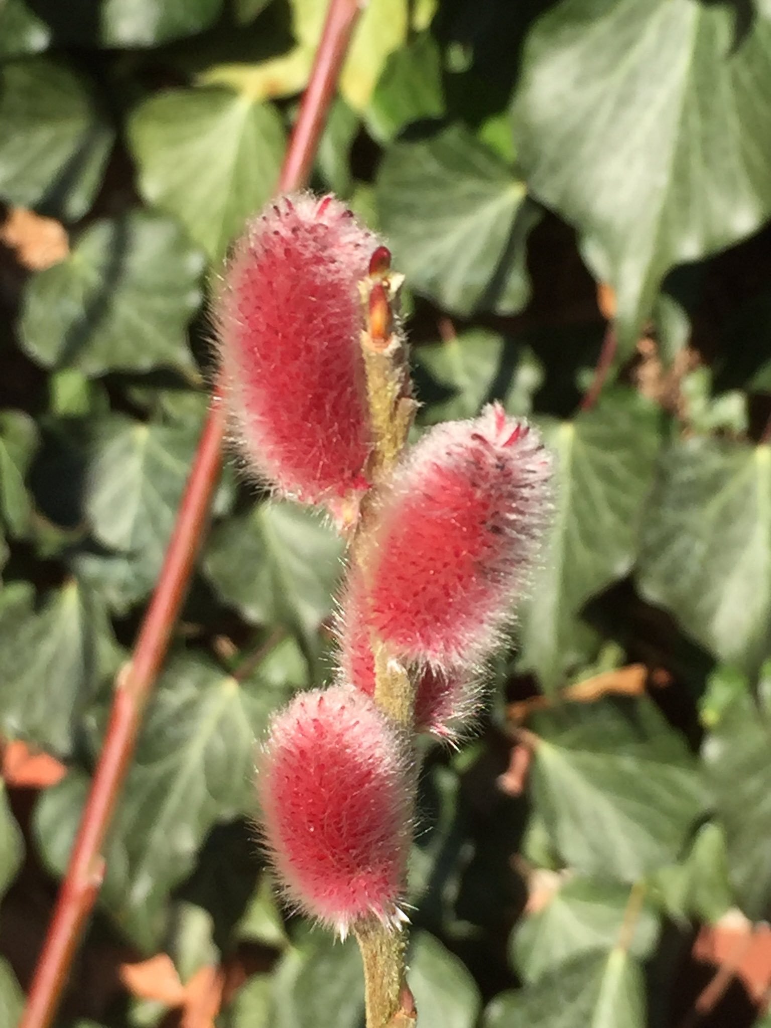 Salix gracilistyla 'Mt Aso'
