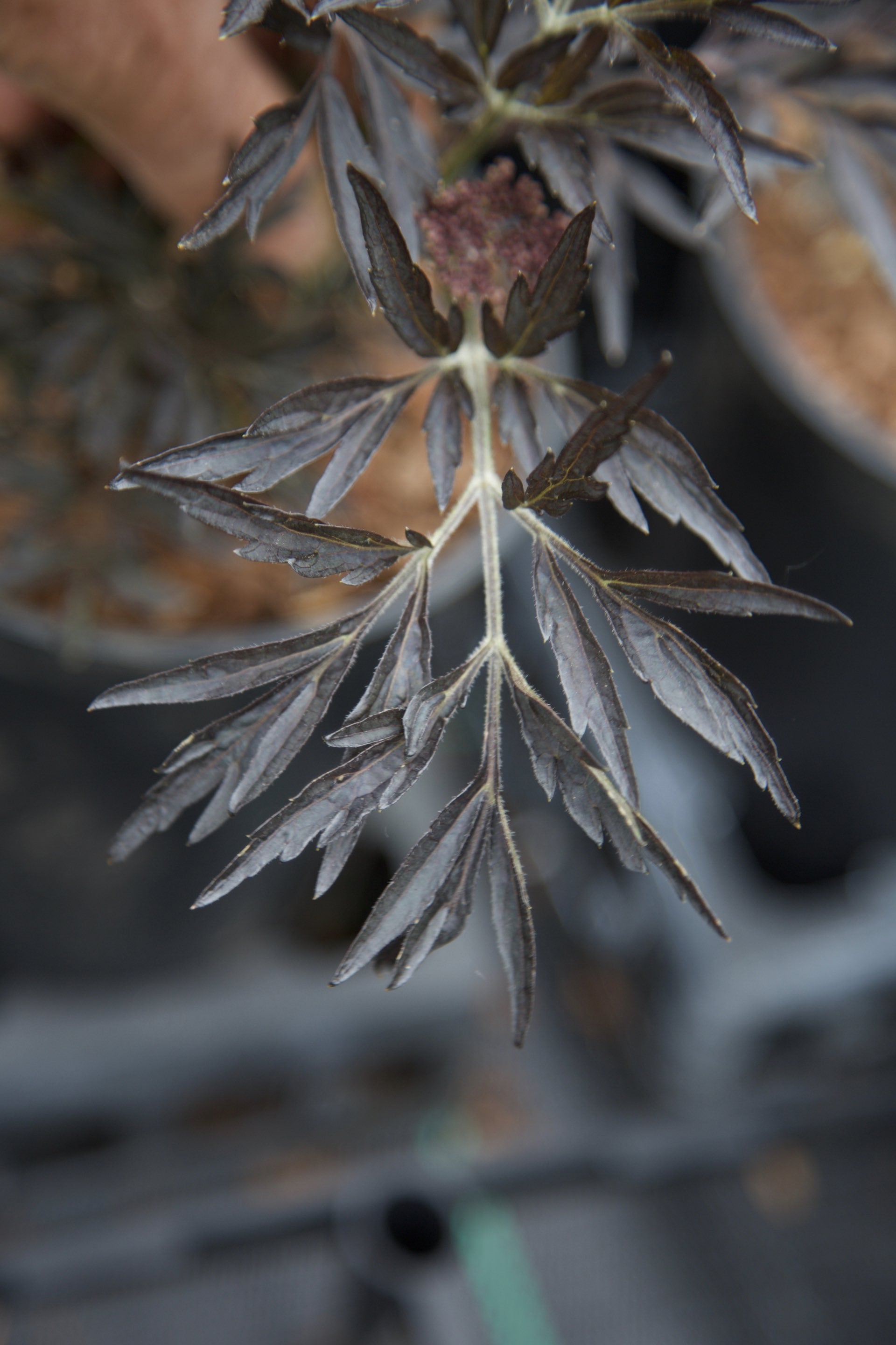 Sambucus nigra ‘Black Lace’