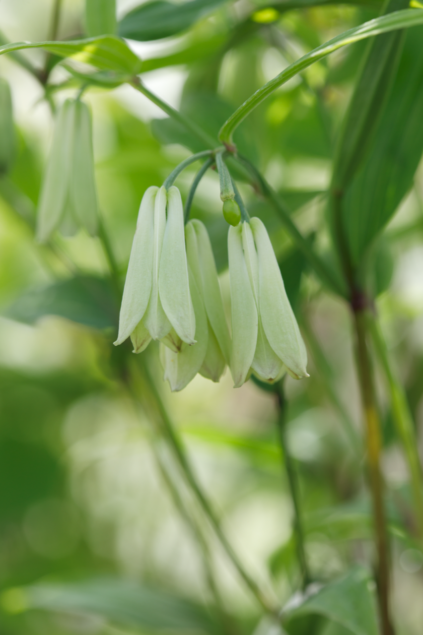 Disporum &#39;White Bere&#39;