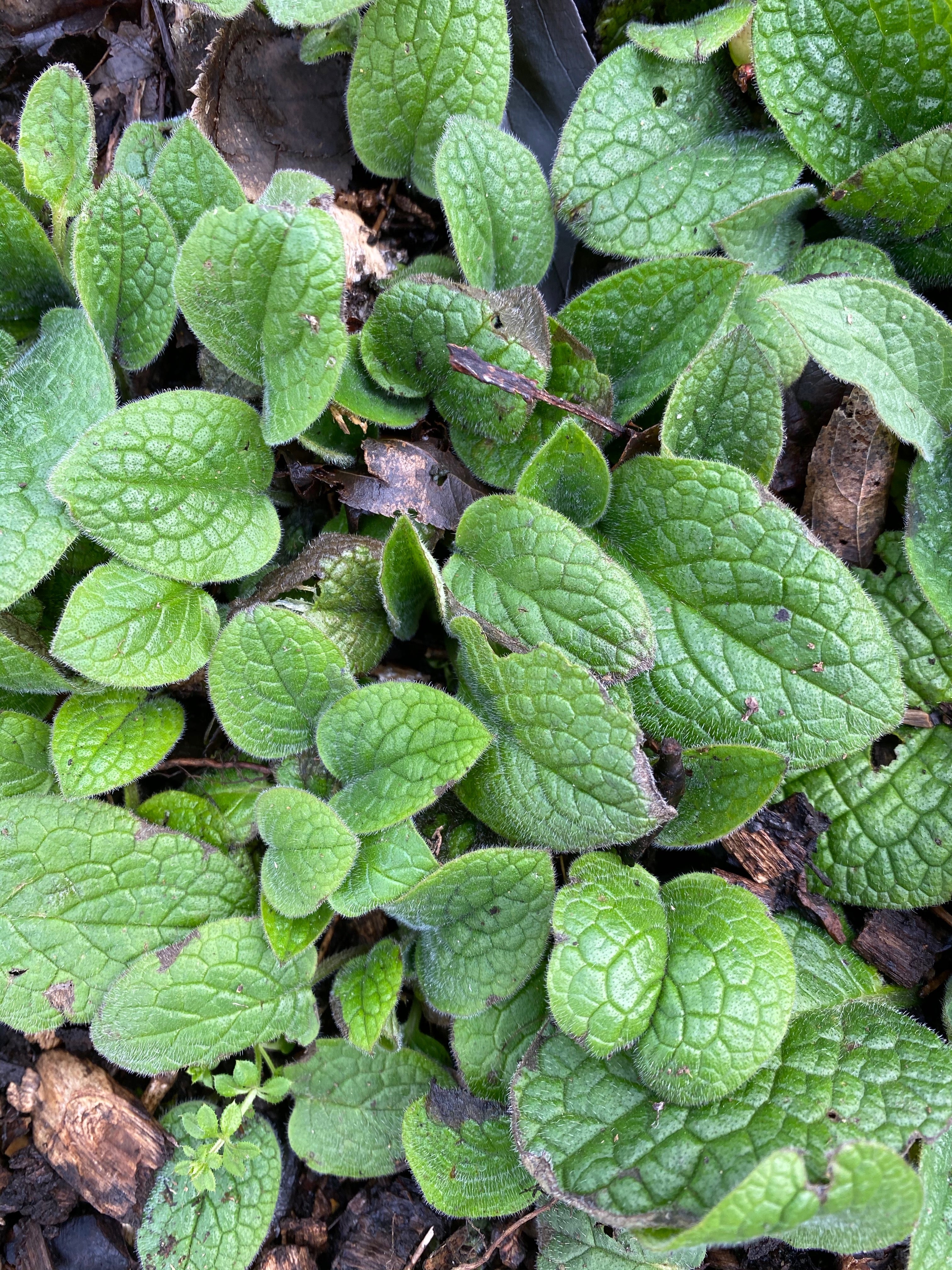Symphytum bulbosum