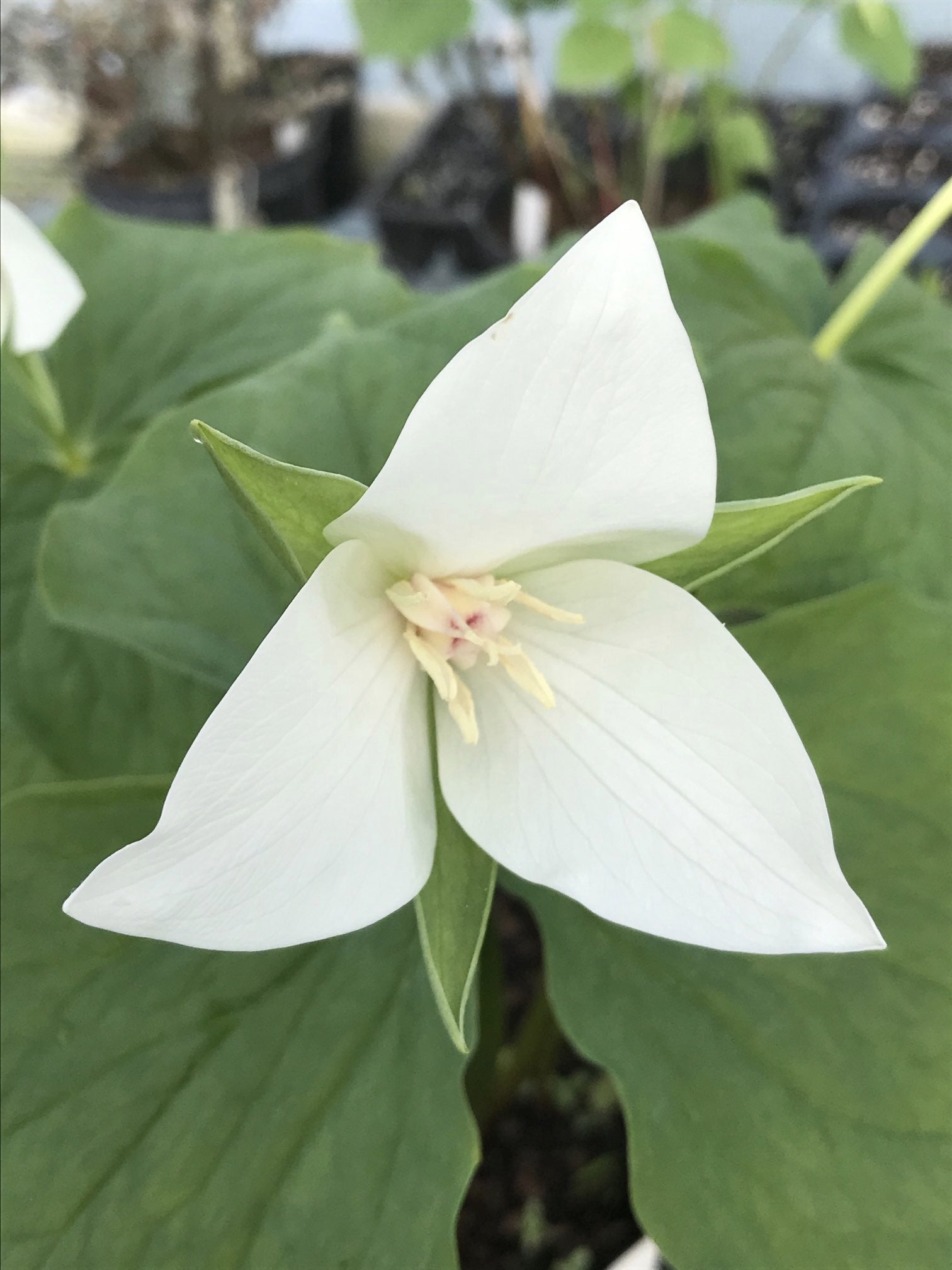 Trillium simile