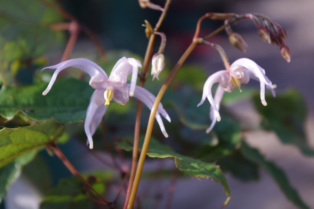 Epimedium leptorrhizum