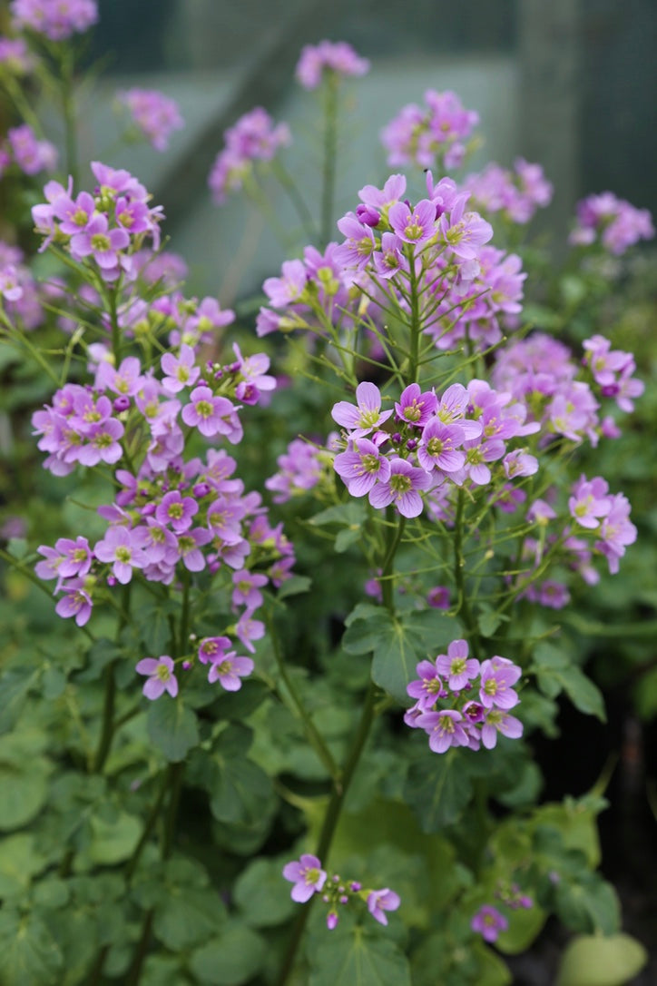 Cardamine raphanifolia