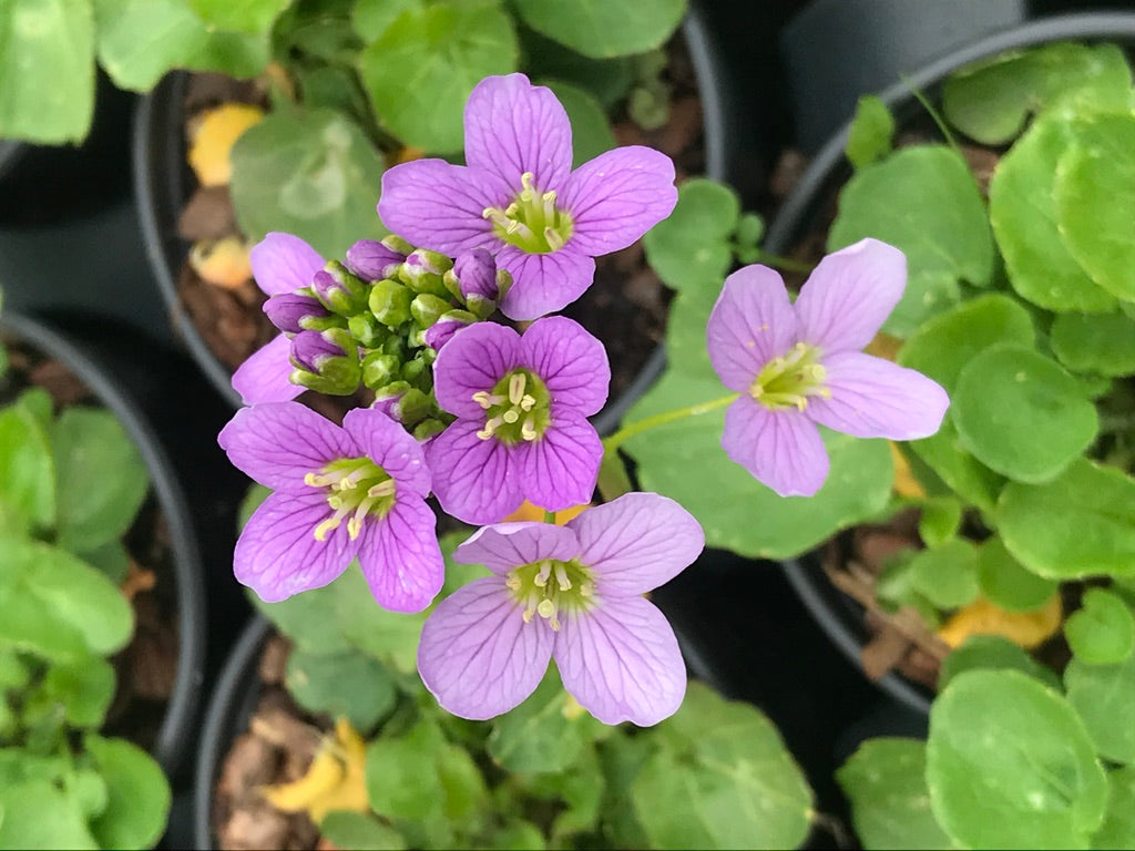 Cardamine raphanifolia