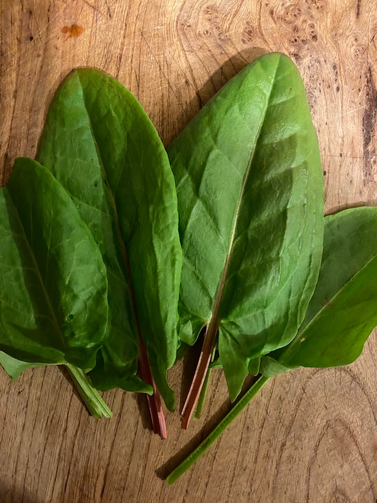 Rumex patientia