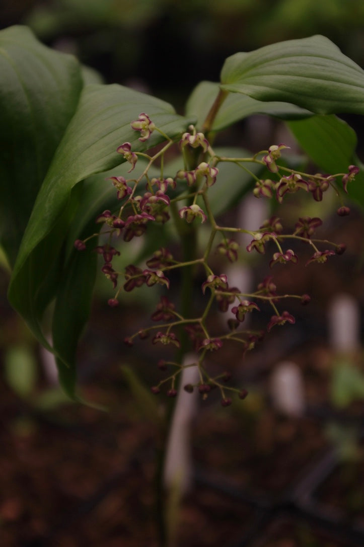 Maianthemum fuscum