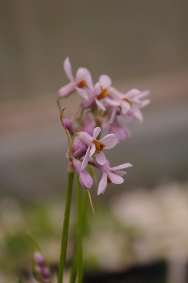 Tulbaghia ‘Cariad’