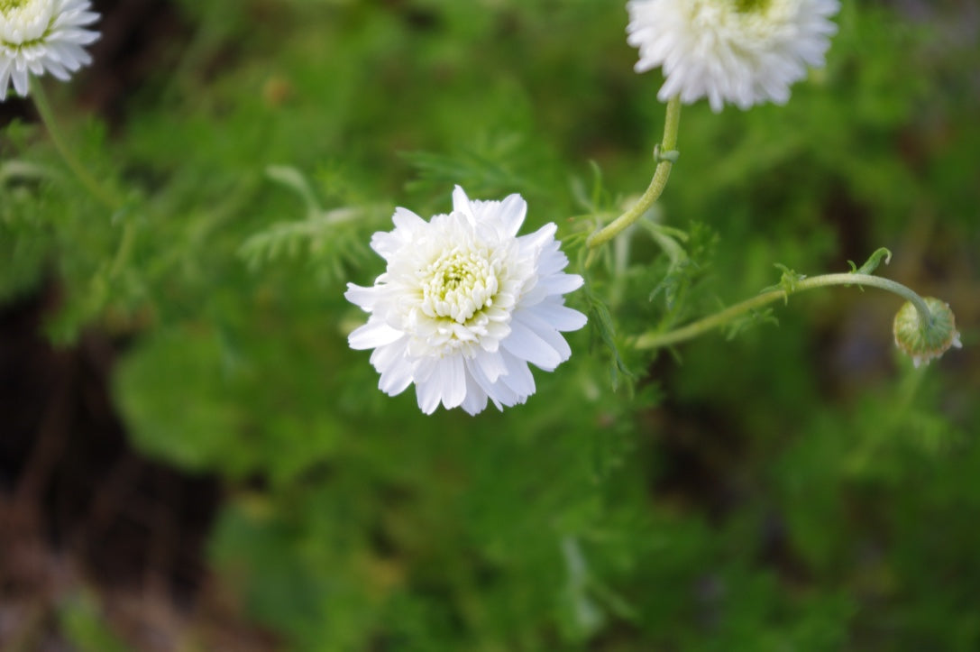 Chamaemelum nobile dwarf, double-flowered