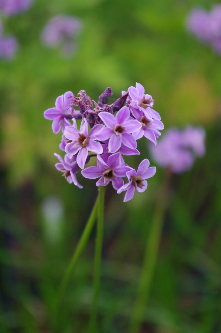 Tulbaghia ‘Moshoeshoe’