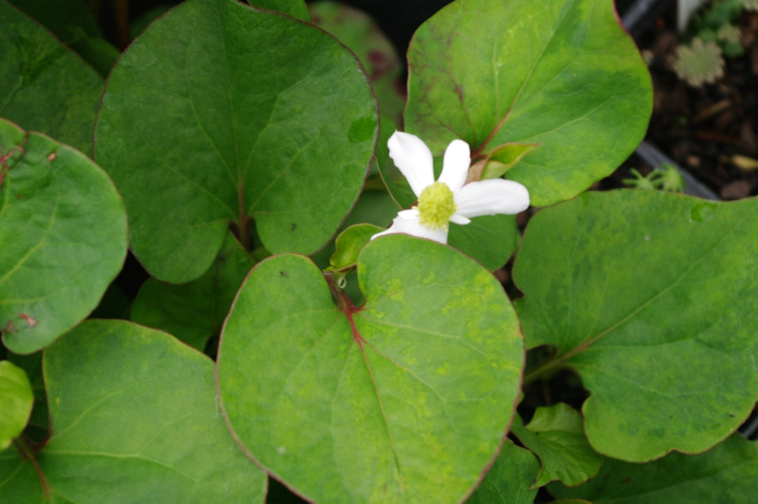 Houttuynia cordata