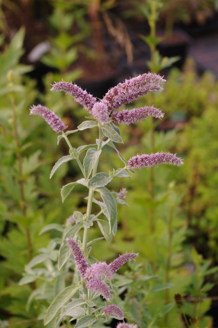 Mentha longifolia Lahaj