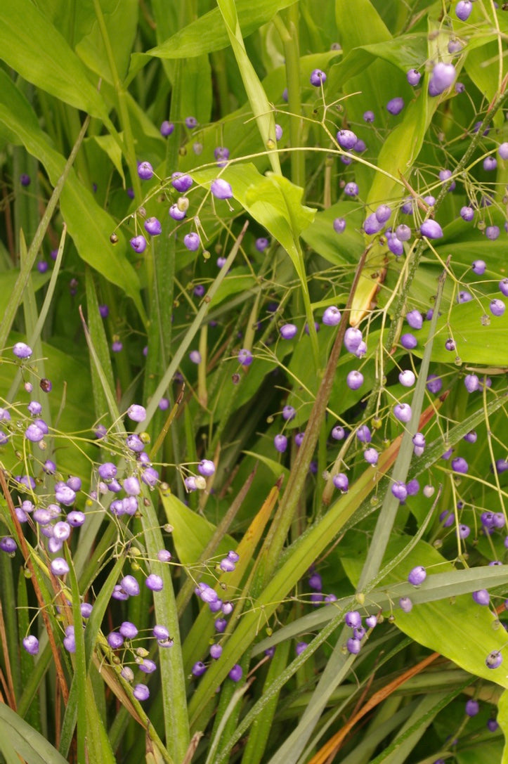 Dianella nigra