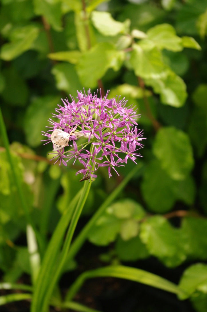 Allium wallichii