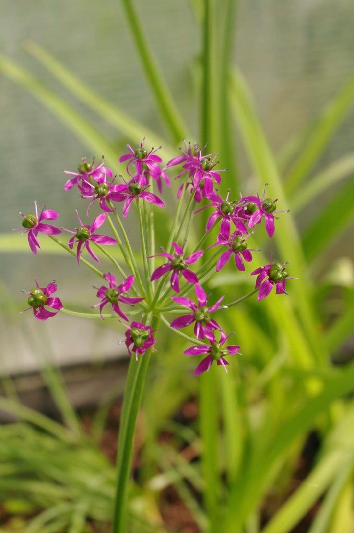 Allium wallichii
