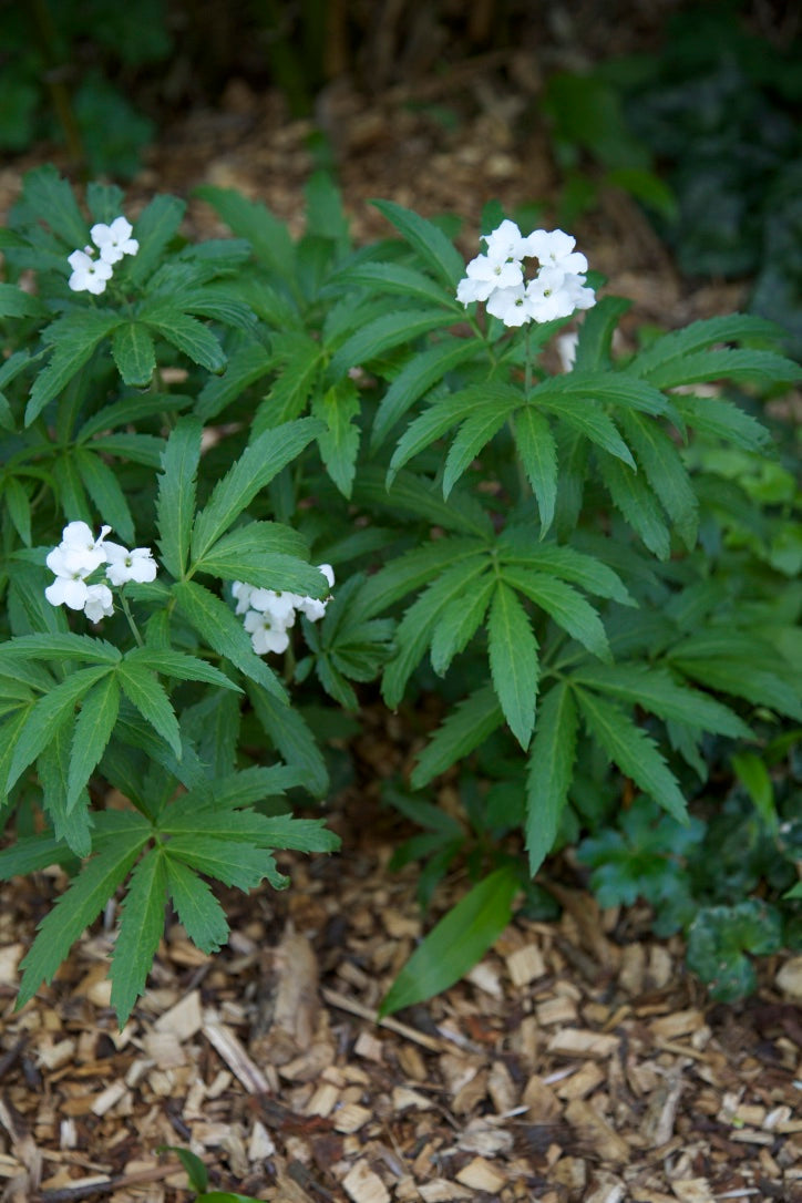 Cardamine heptaphylla 'Guincho Form'