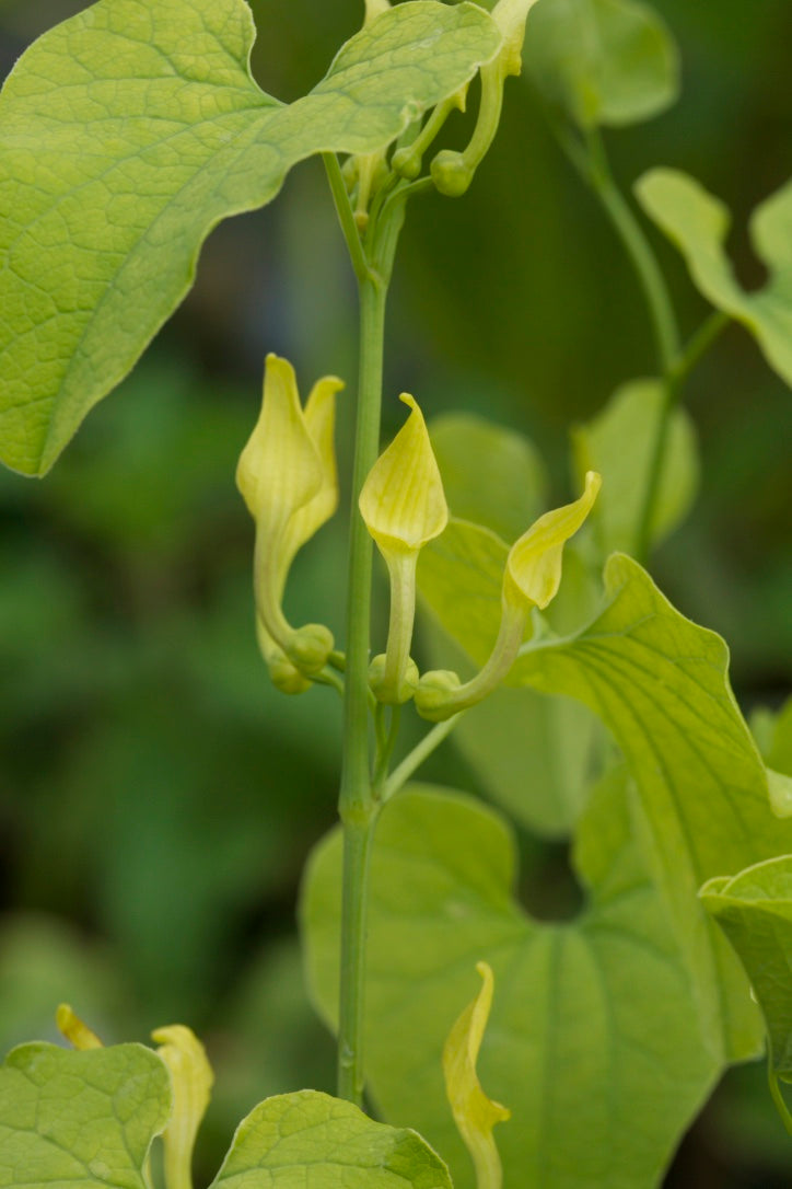 Aristolochia clematitis