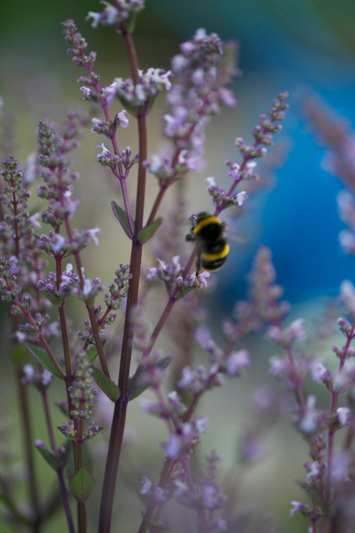 Nepeta nuda 'Romany Dusk' AGM