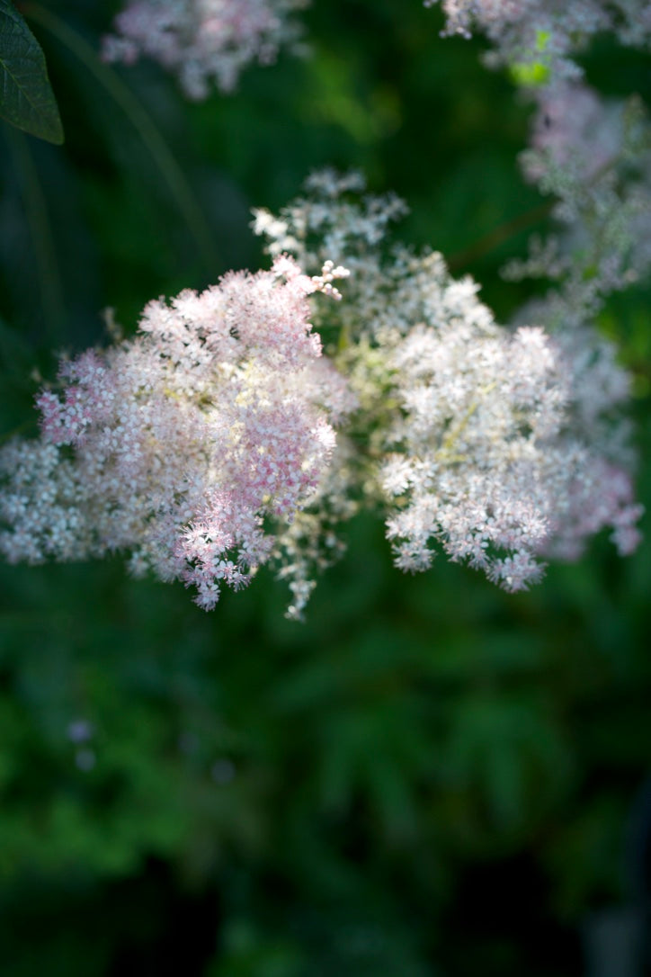 Filipendula ulmaria 'Rosea'