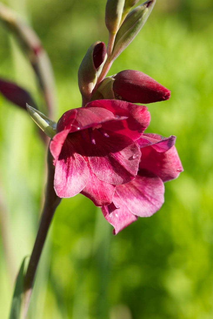Gladiolus papilio ‘Ruby’