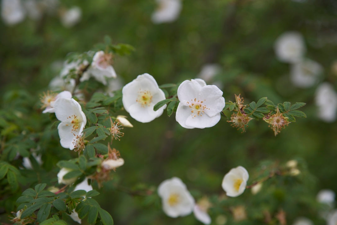 Rosa sericea