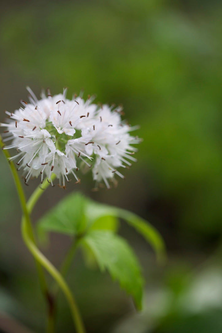 Hydrophyllum virginianum