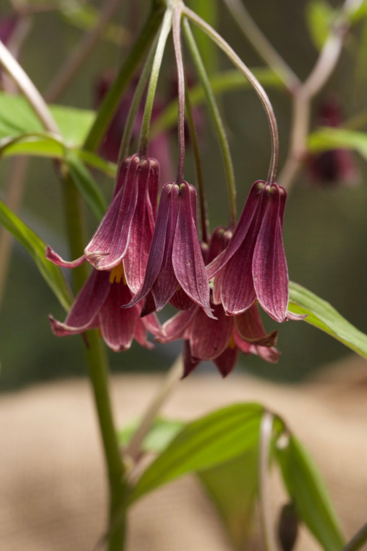 Disporum cantoniense 'Leigong Chocolate'