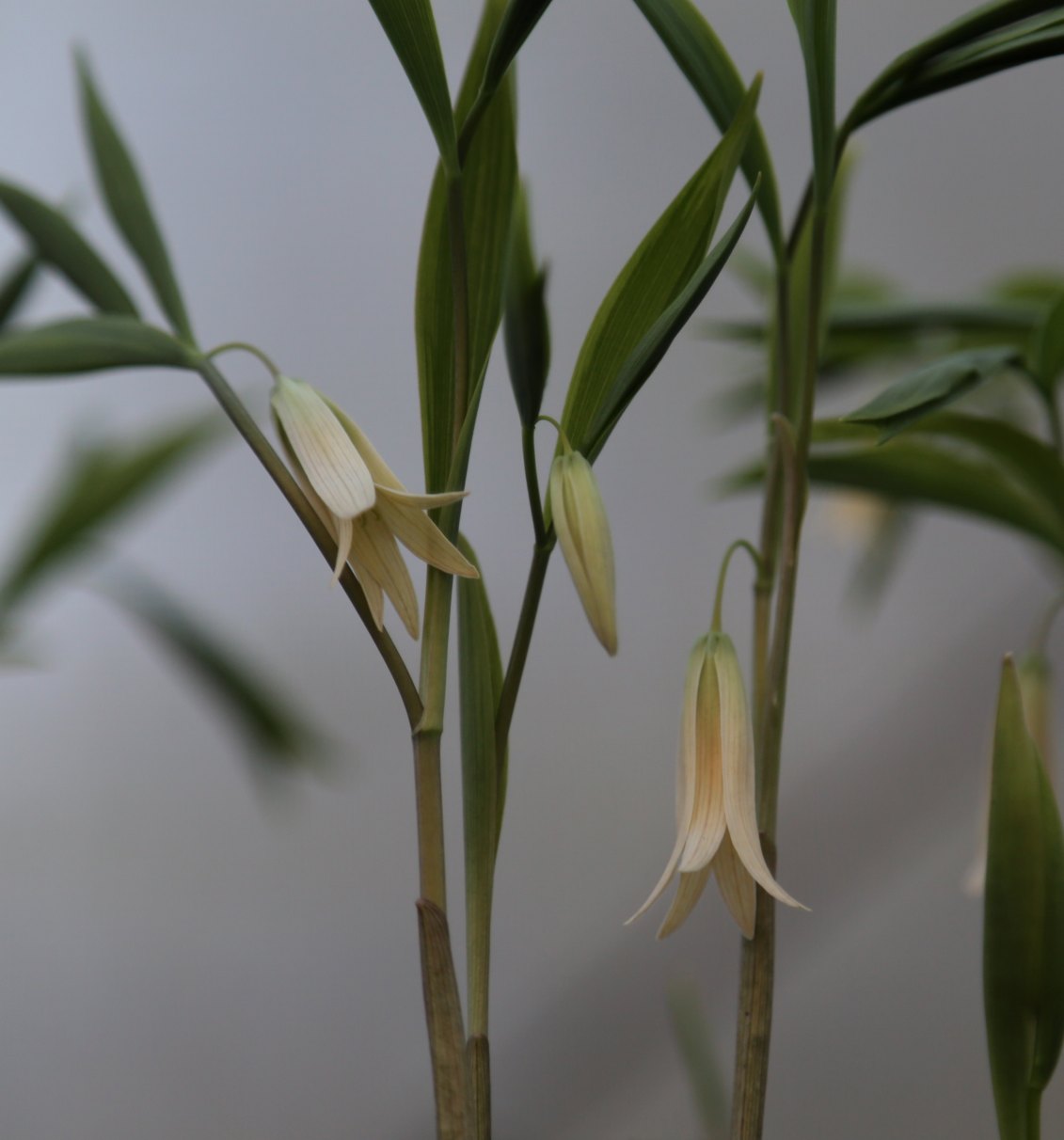 Uvularia sessilifolia