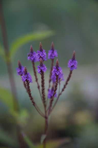 Verbena officinalis var. grandiflora 'Bampton'
