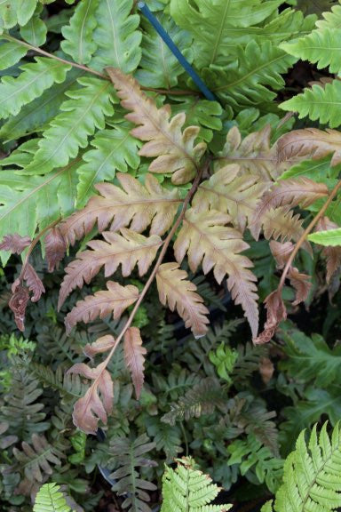 Woodwardia unigemmata