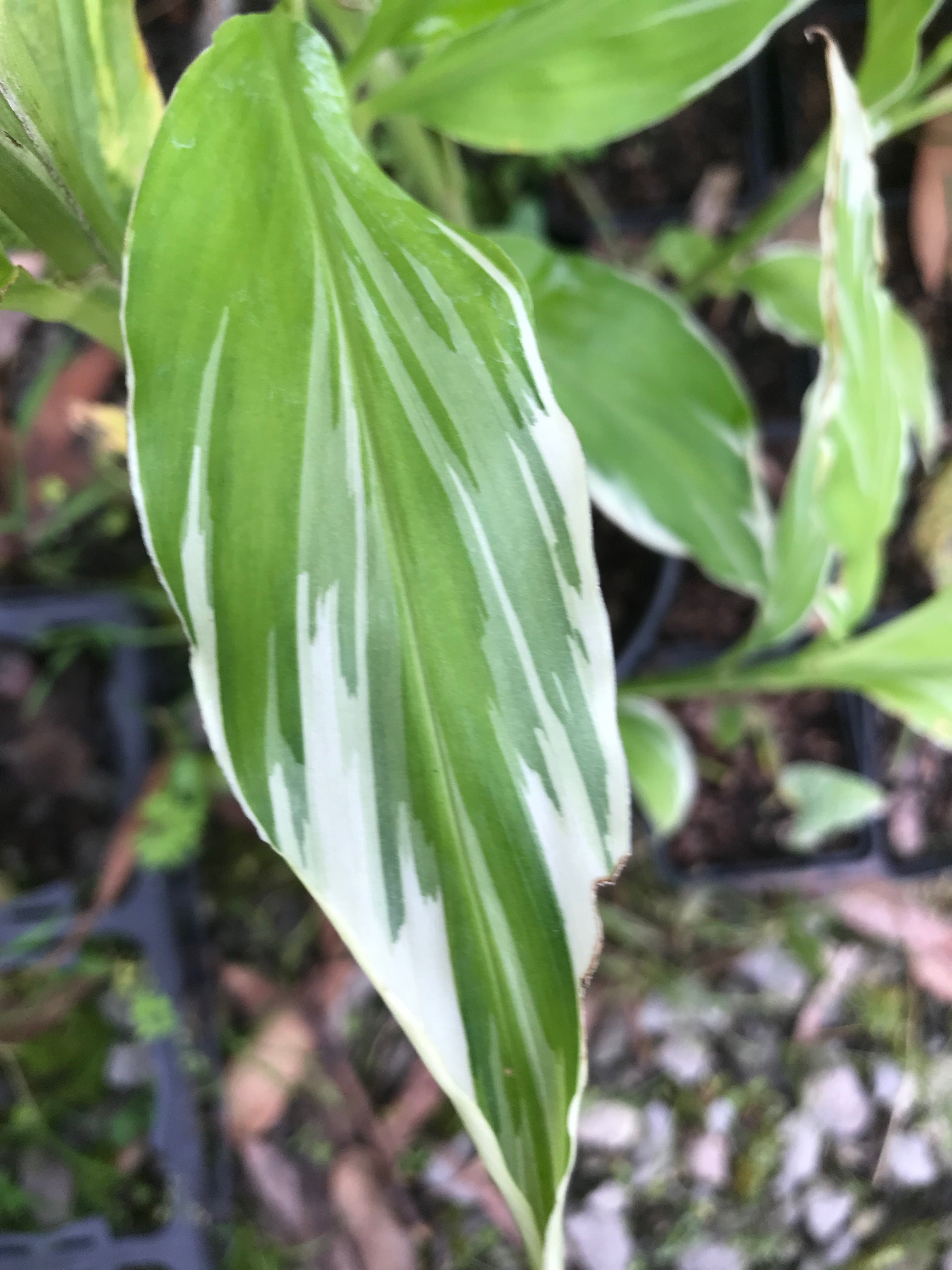 Zingiber mioga 'White Feather'