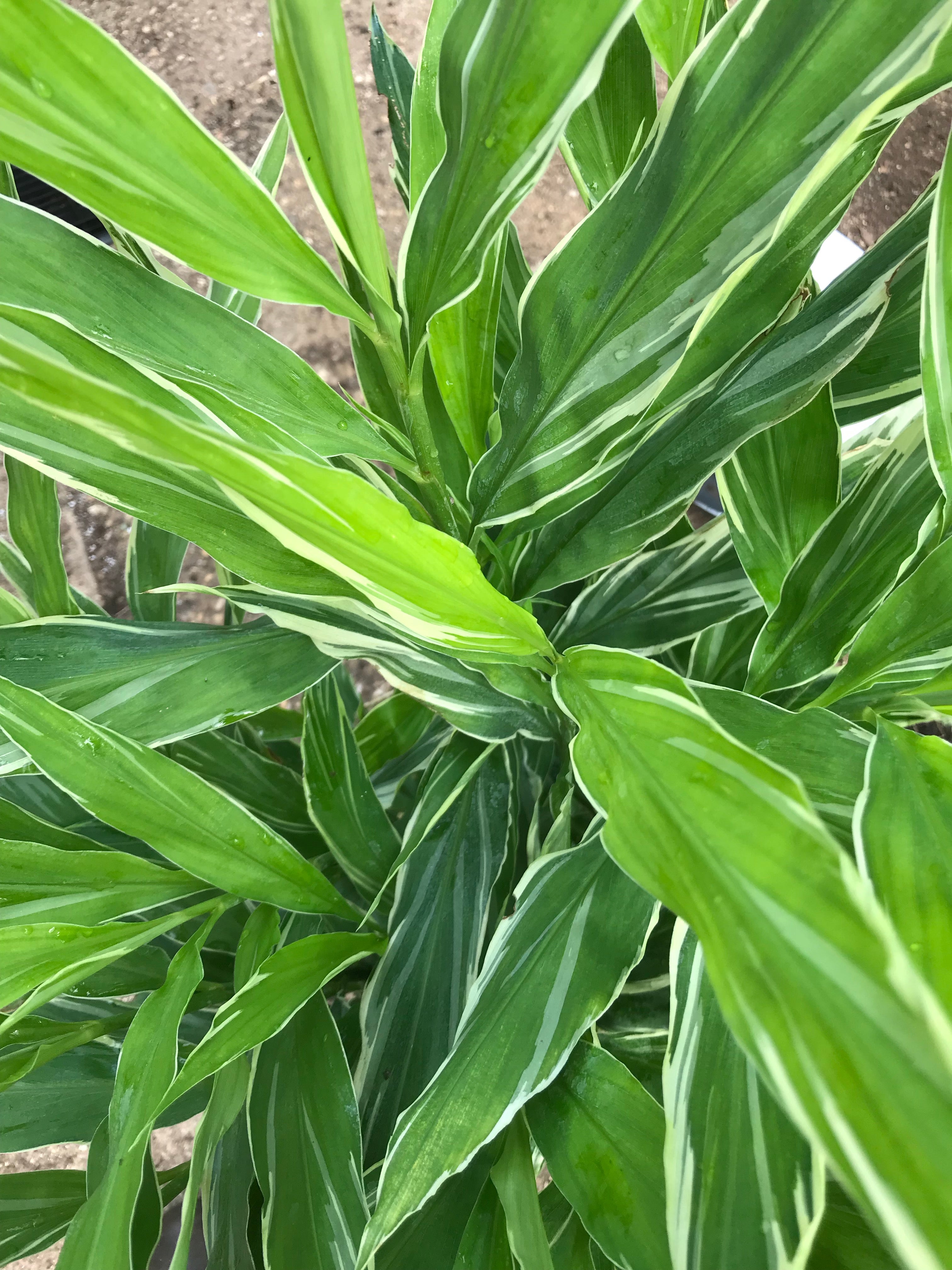 Zingiber mioga 'White Feather'