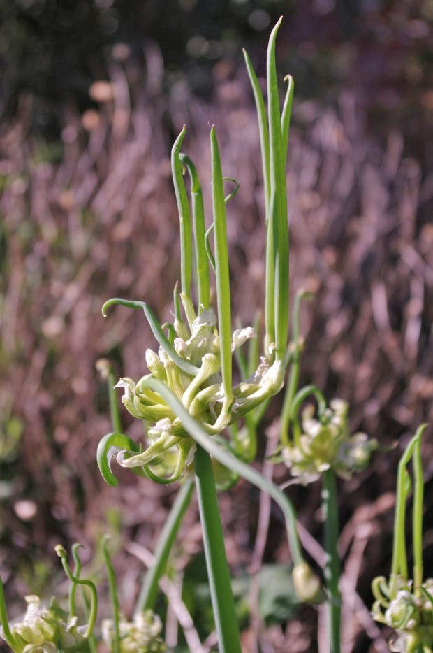 Allium cepa Proliferum Gp (TREE ONION)