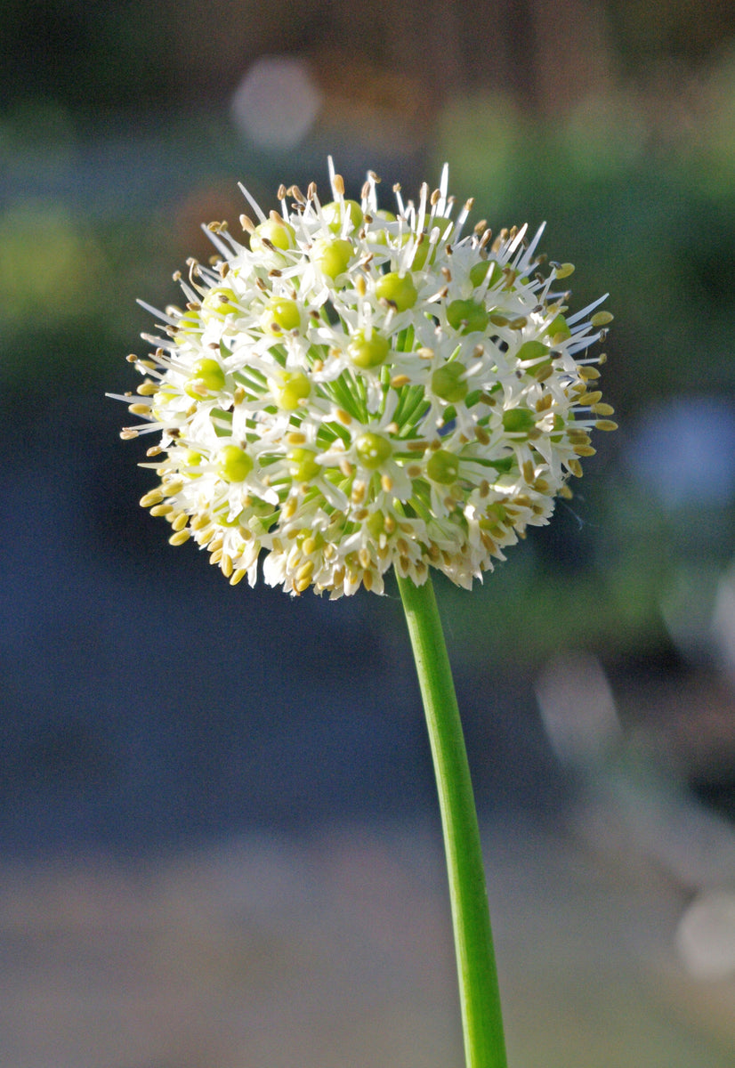 Allium hookeri 'Zorami' – Edulis