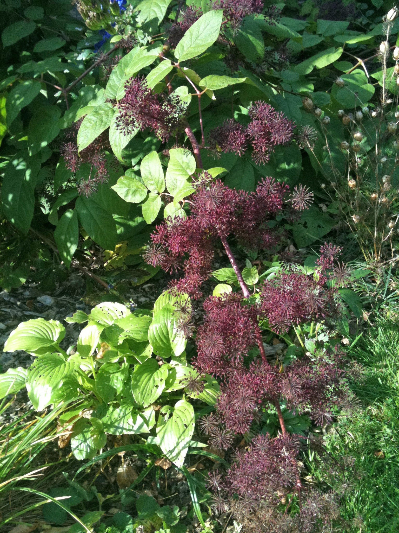 Aralia cordata