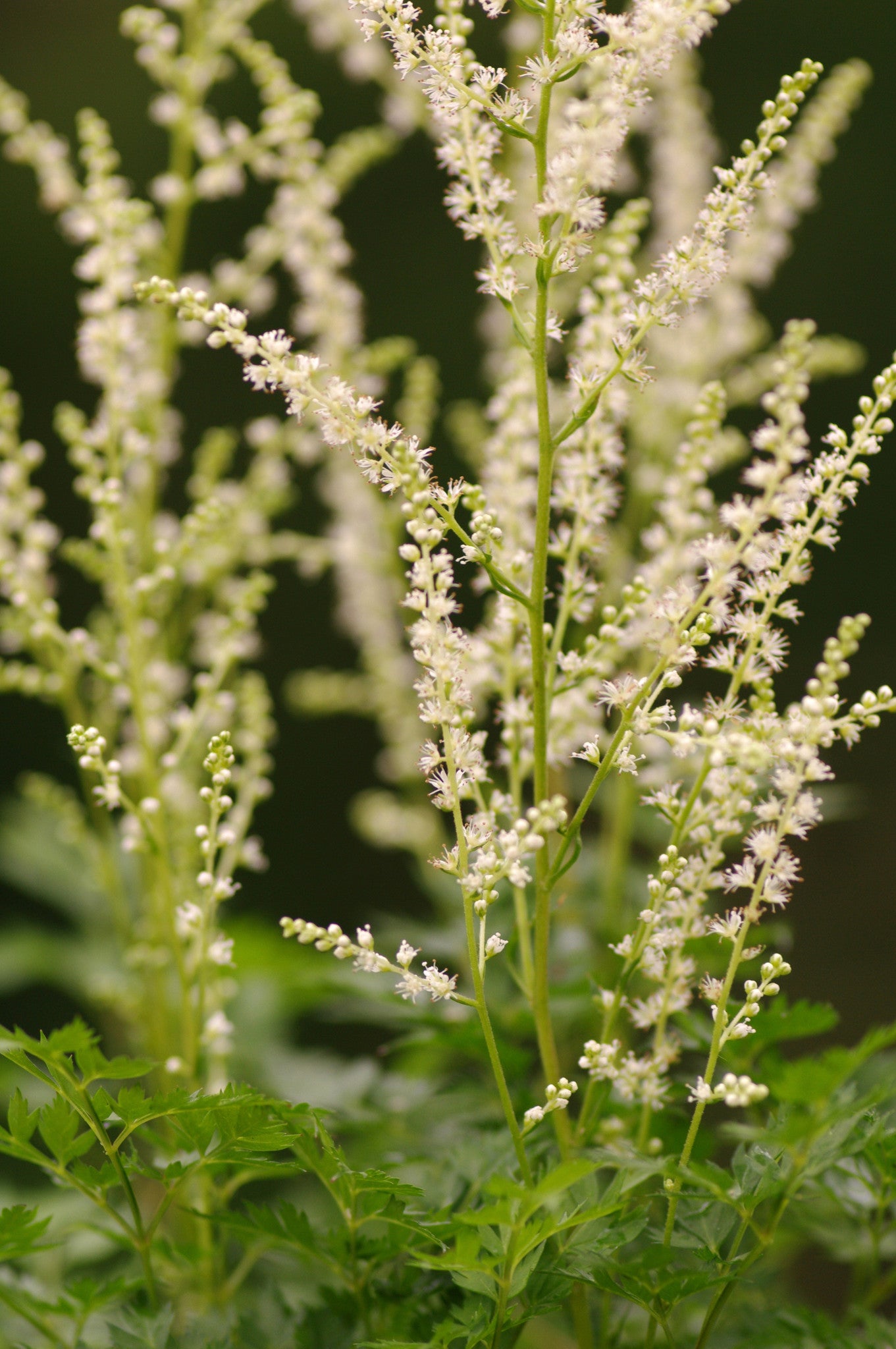 Aruncus ‘Guinea Fowl’