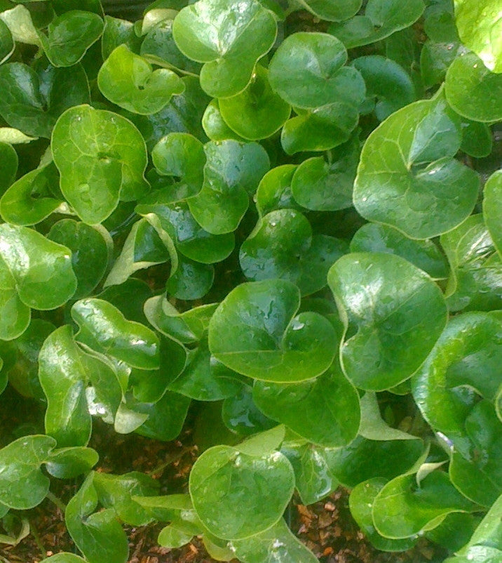 Asarum europaeum AGM