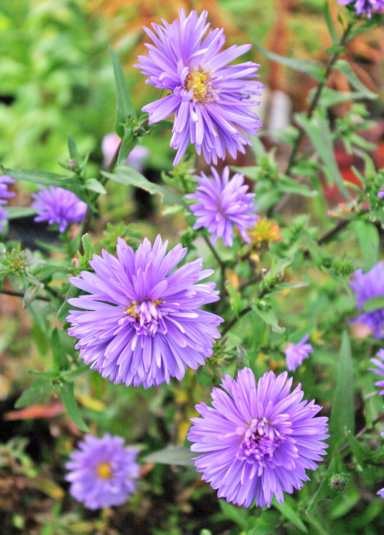 Aster (Symphyotrichum) novi-belgii ‘Marie Ballard’