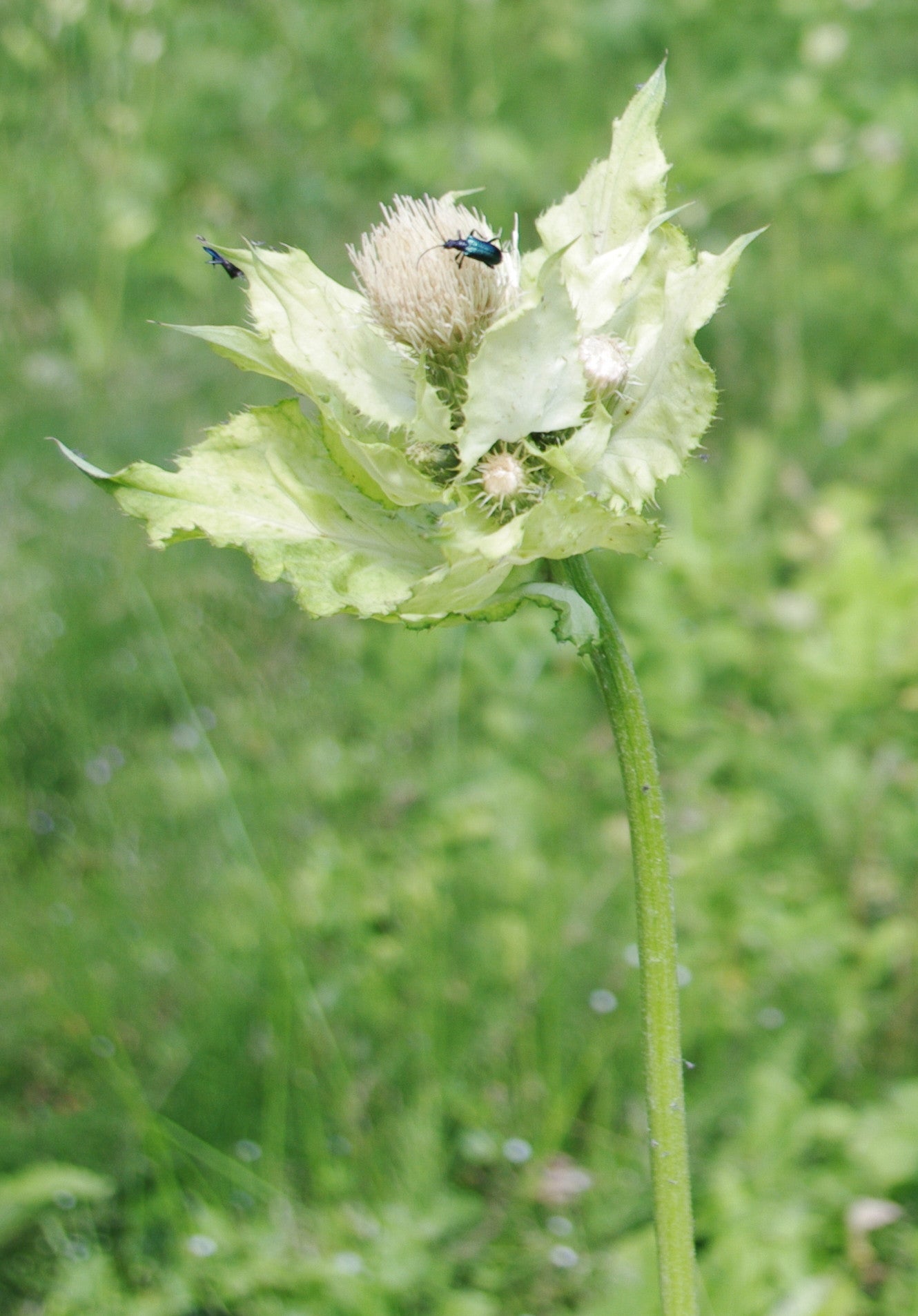 Cirsium oleraceum