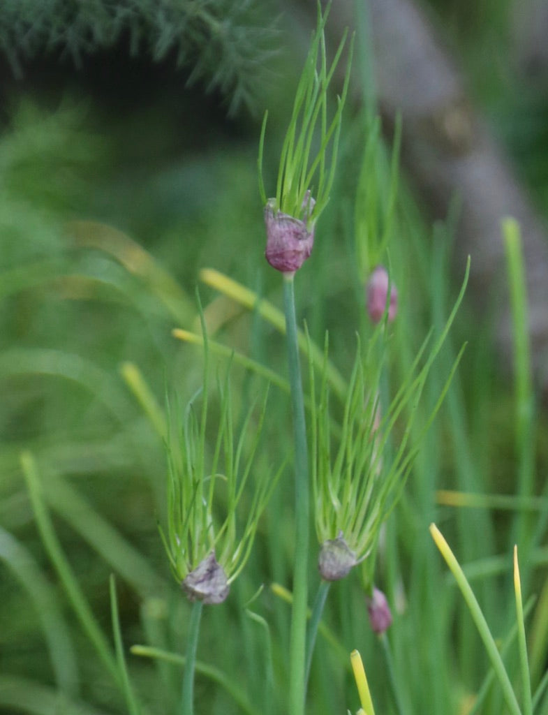 Allium schoenoprasum ‘Cha Cha’